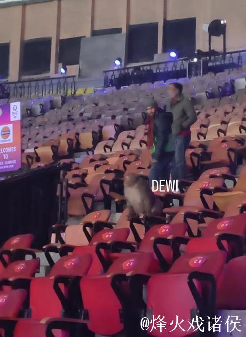 惊奇!印度羽毛球公开赛观众席现猴子闯入 惊奇!印度羽毛球公开赛观众席现猴子闯入
